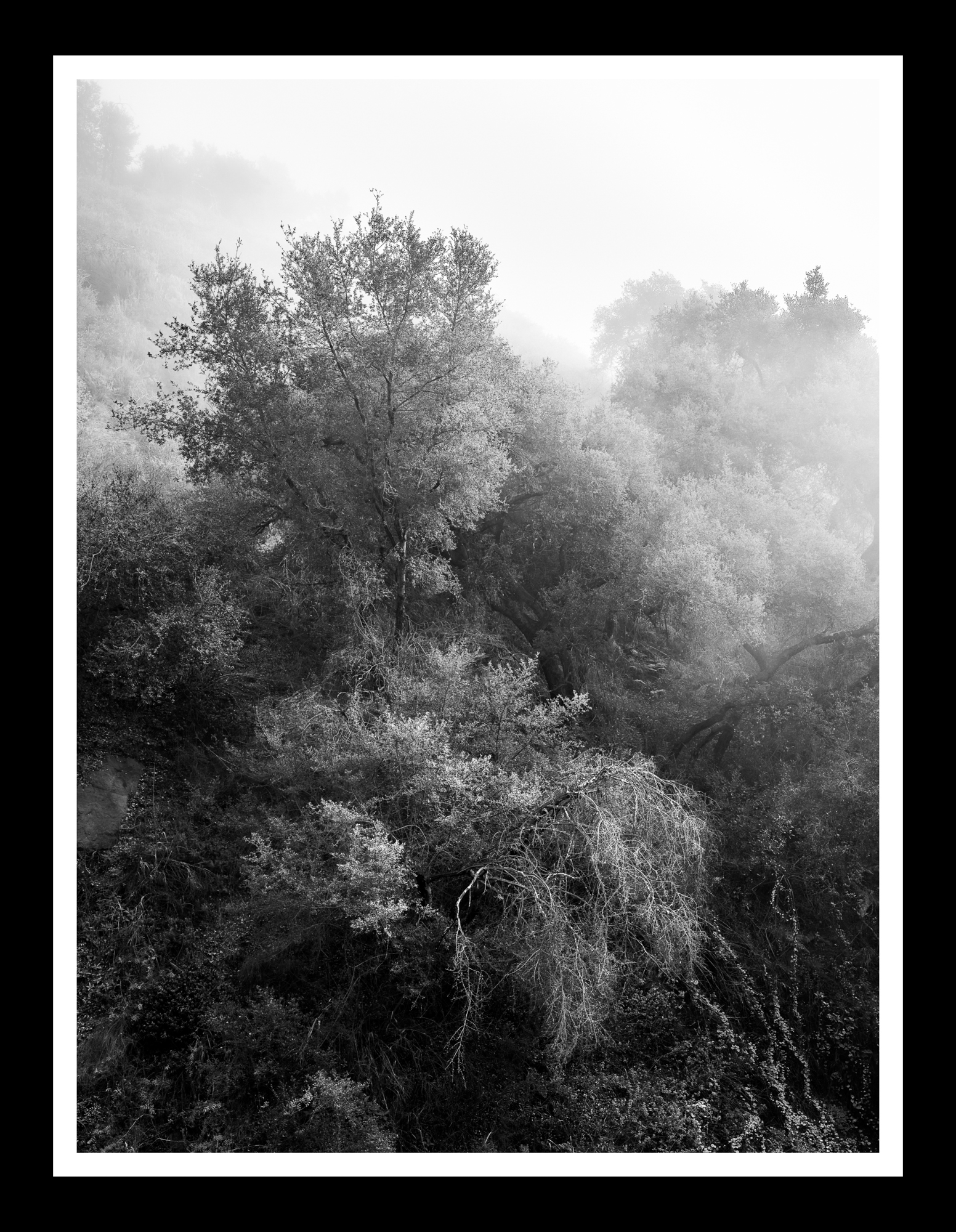 Oak and Fog (Limited 1 of 16)