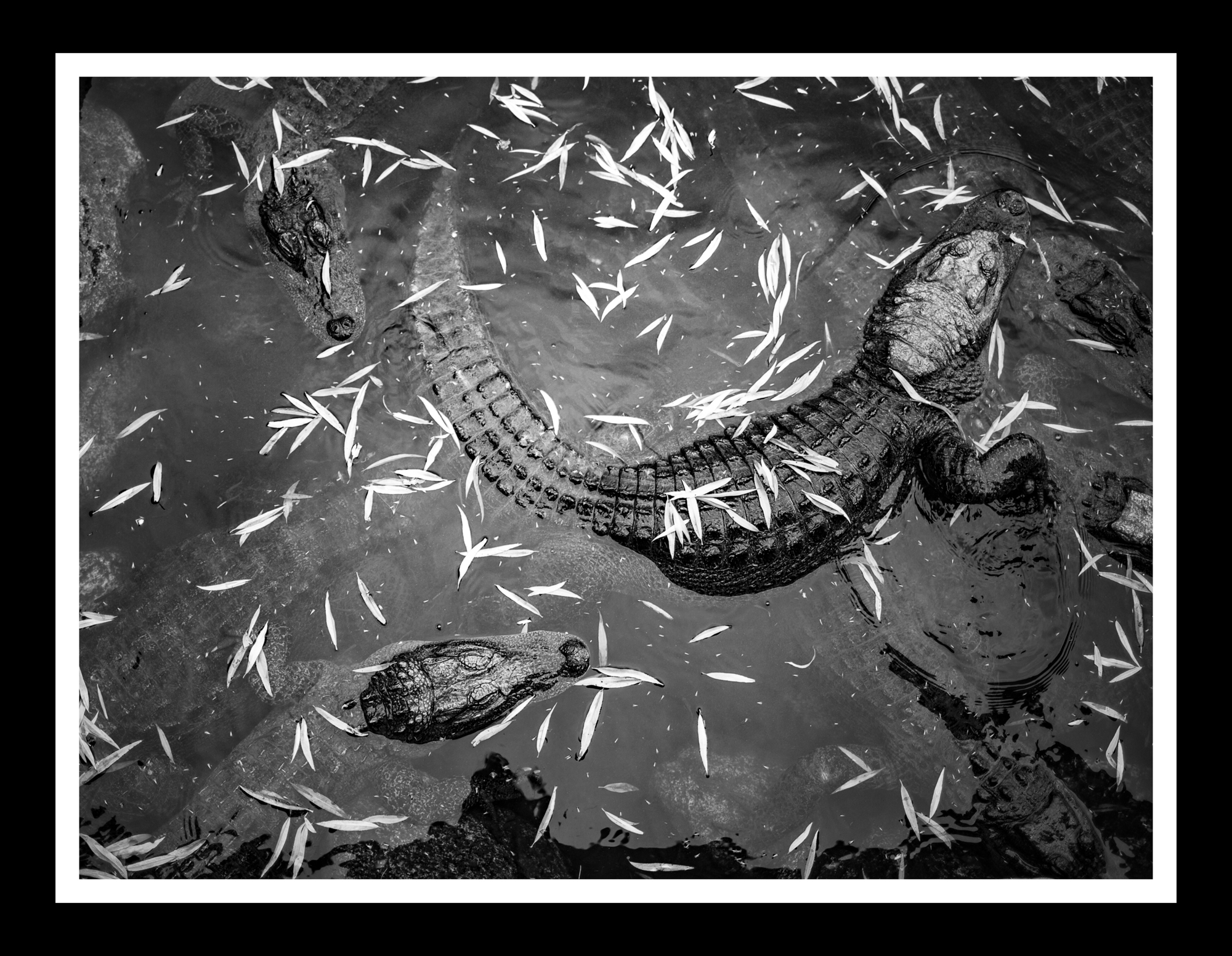 Gator One (Limited 1 of 16)